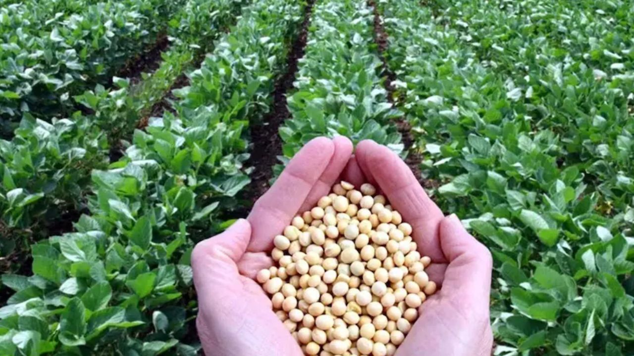 Bhavantar Yojana 2025 Madhya Pradesh Soybean Farmers Bonus