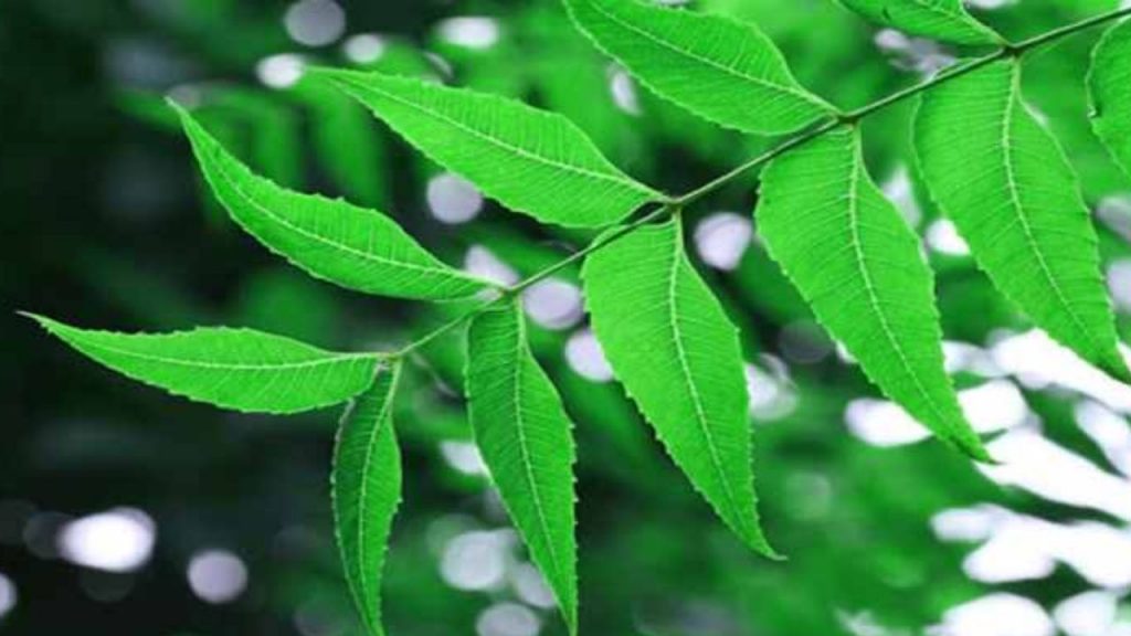 neem leaf