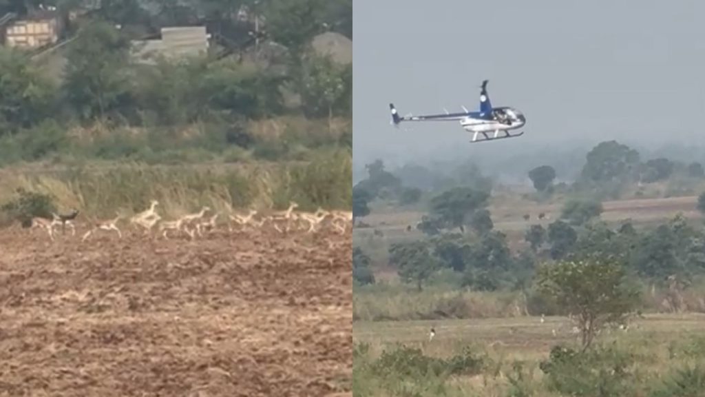 Deer caught by helicopter chase