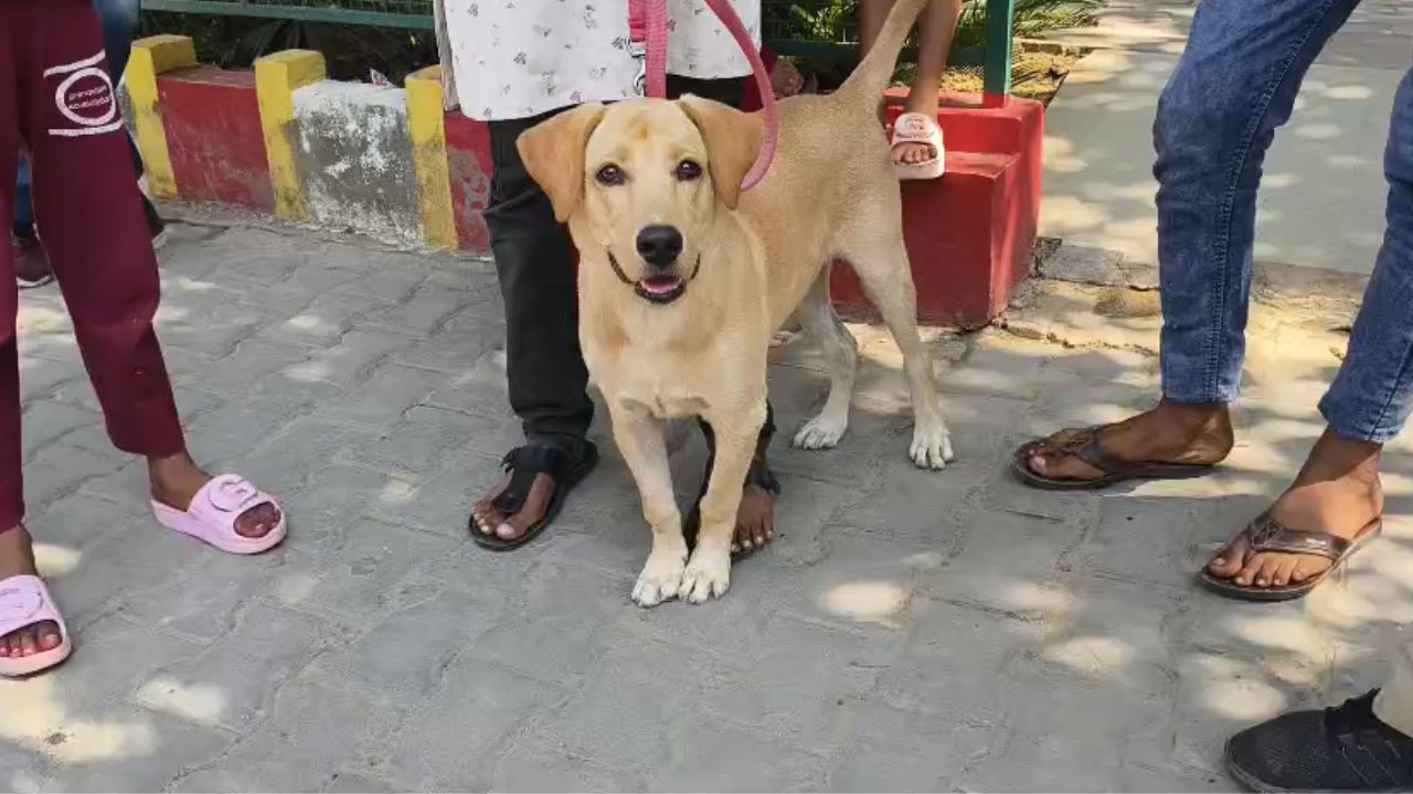 Hamirpur Viral Dog