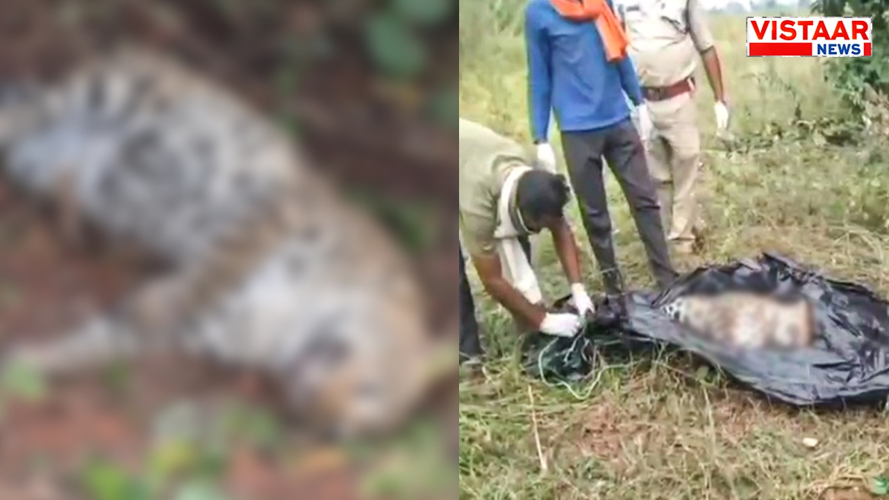 Leopard's body found in Sihora, Jabalpur.