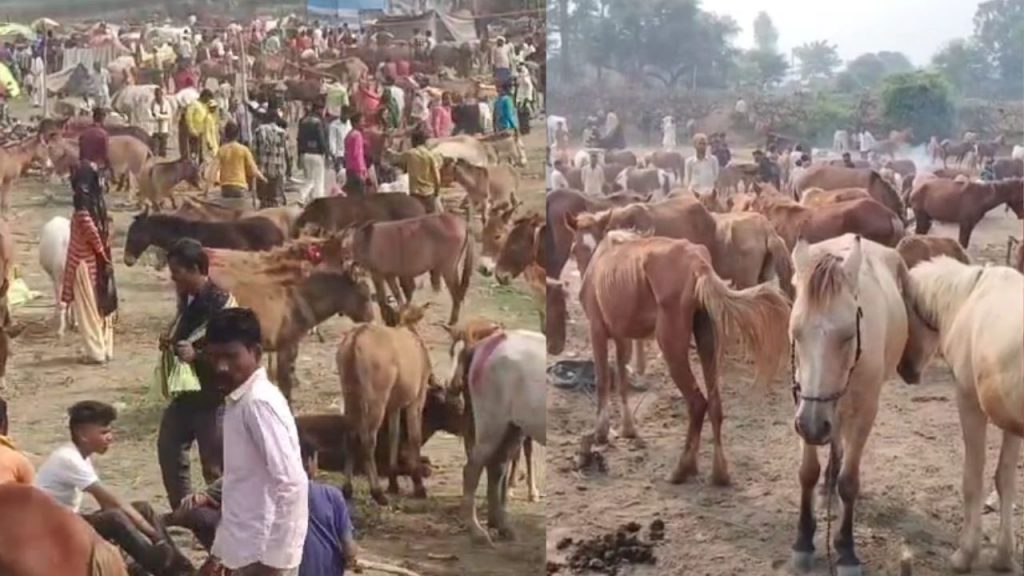 Chitrakoot famous donkey and mule fair donkeys named after actors Salman and Shah Rukh