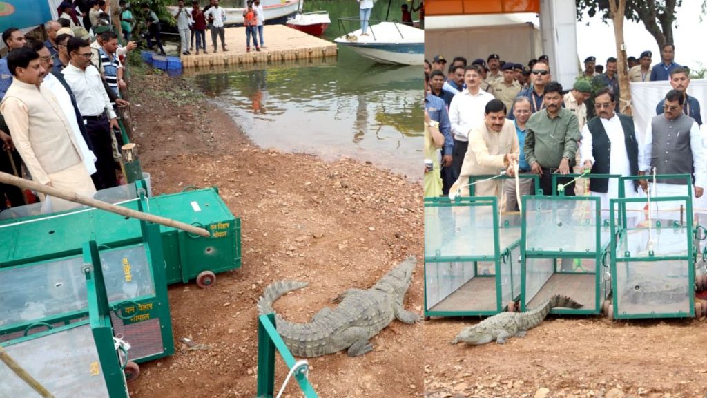 Chief Minister Mohan Yadav released six crocodiles into the Narmada River.
