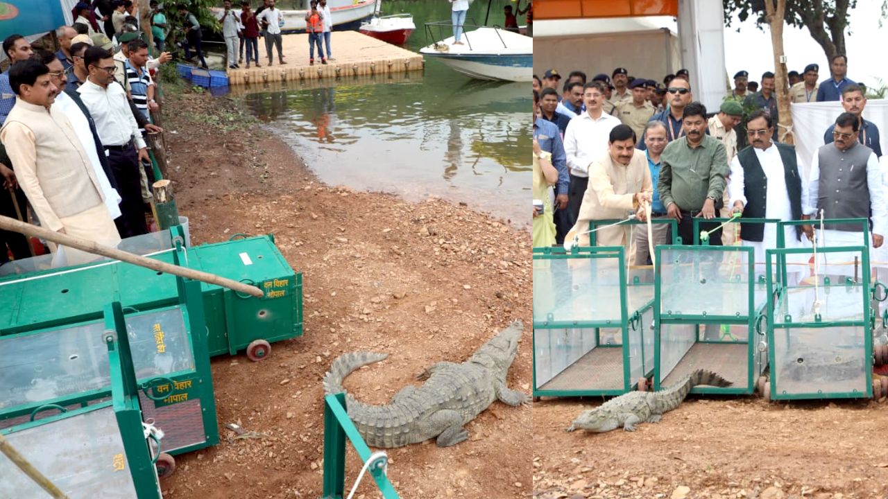 Chief Minister Mohan Yadav released six crocodiles into the Narmada River.