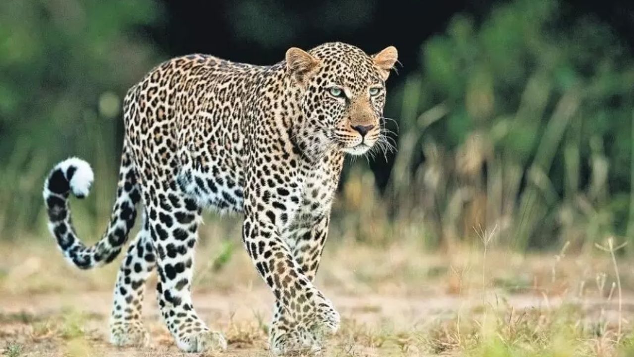 A leopard sighting at Jabalpur airport caused a stir