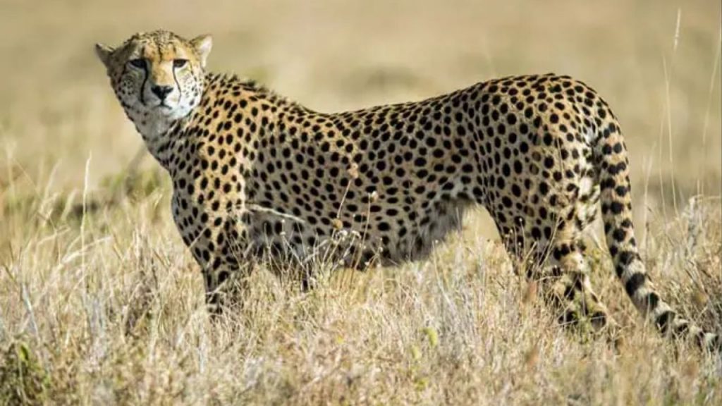 African leopards to arrive in Rani Durgavati Tiger Reserve