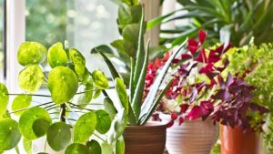 Air purifying plants