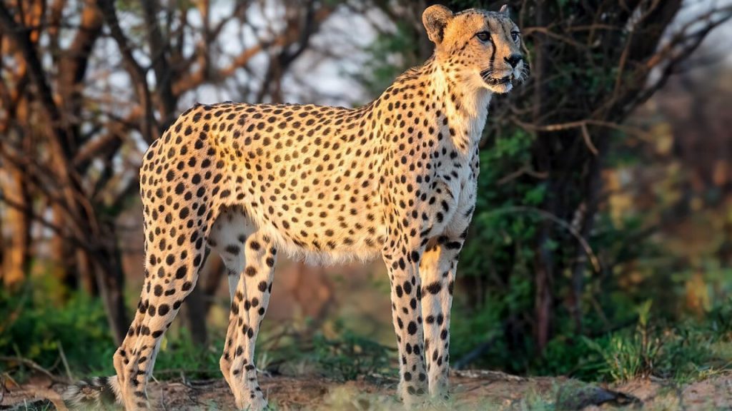 Cheetahs arriving from Botswana for the third phase of Project Cheetah at Kuno National Park
