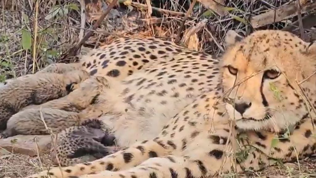 cheetah Mukhi gave birth to five cubs