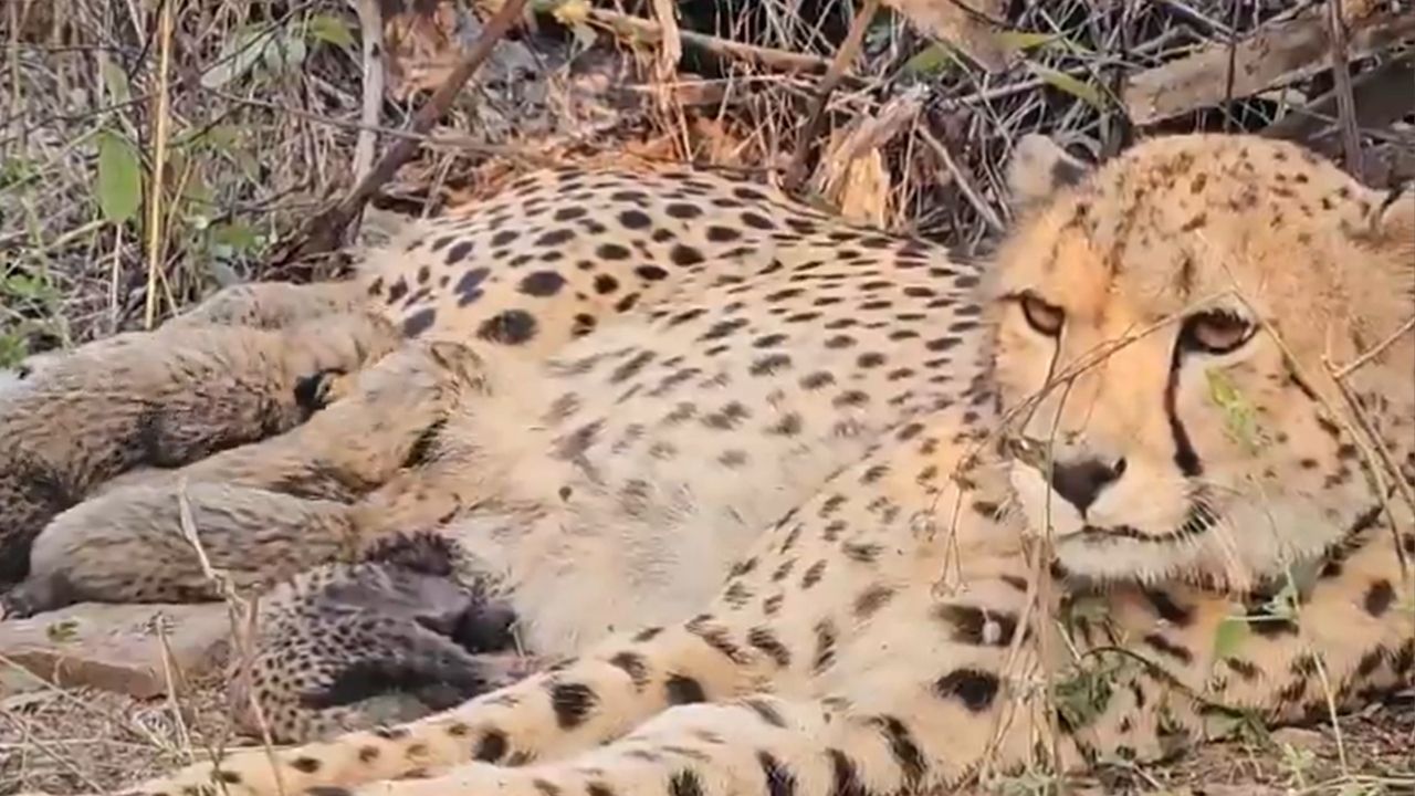 cheetah Mukhi gave birth to five cubs