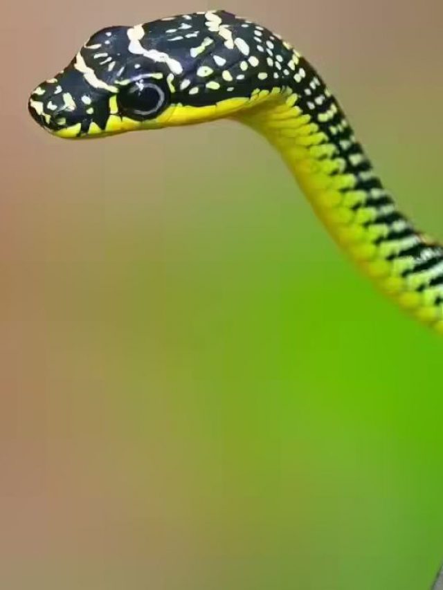 Flying Snake