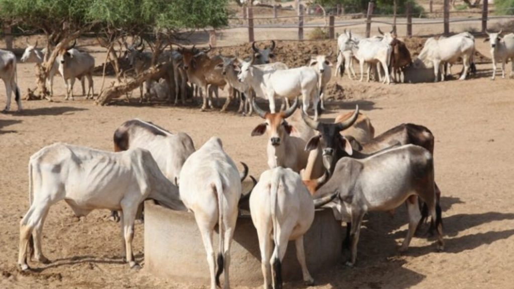 A cow sanctuary will be built in Chiklod, Raisen, on 320 acres of land.