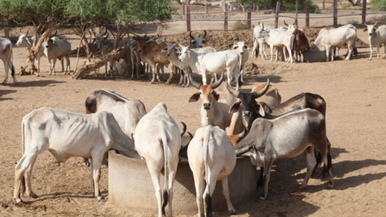 A cow sanctuary will be built in Chiklod, Raisen, on 320 acres of land.