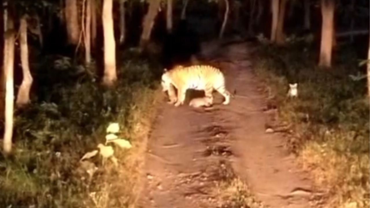 pench tiger reserve jamunbi baghin