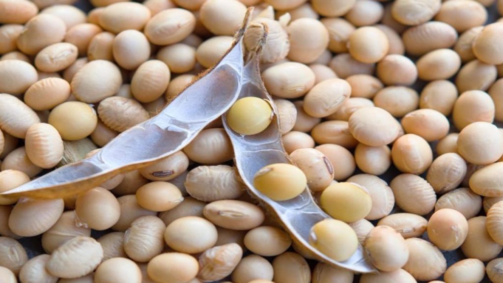 bhavantar yojana model rates will released tomorrow