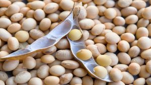 bhavantar yojana model rates will released tomorrow