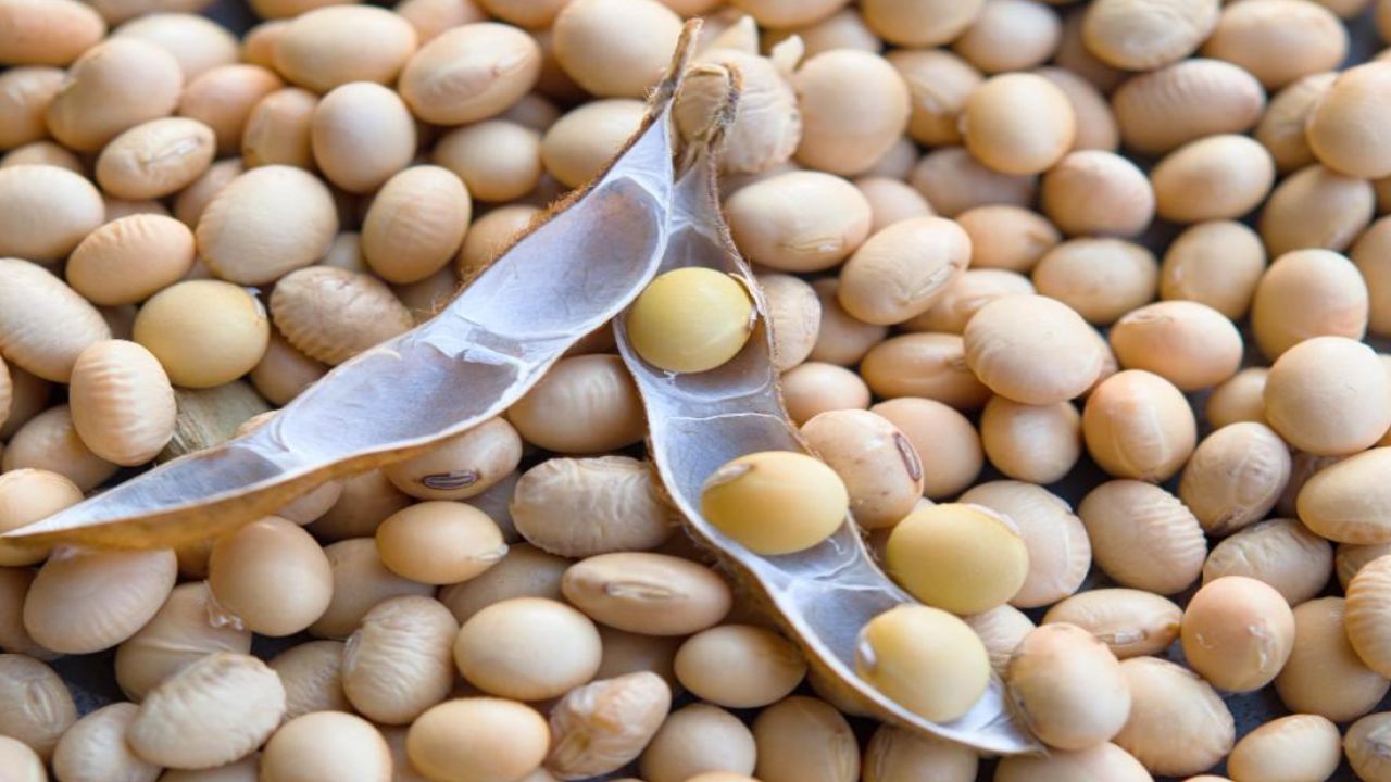 bhavantar yojana model rates will released tomorrow