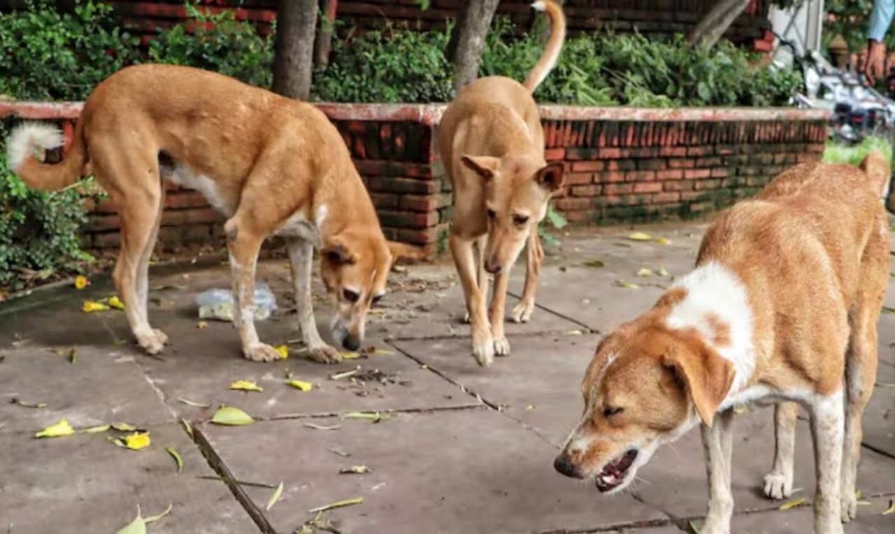 Delhi Teachers order stray dog count