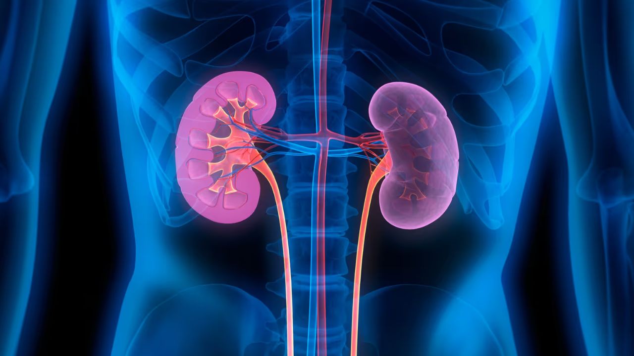 Doctor explaining kidney damage risks