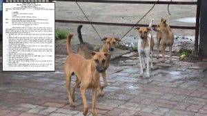 Education department's Order on Dog's