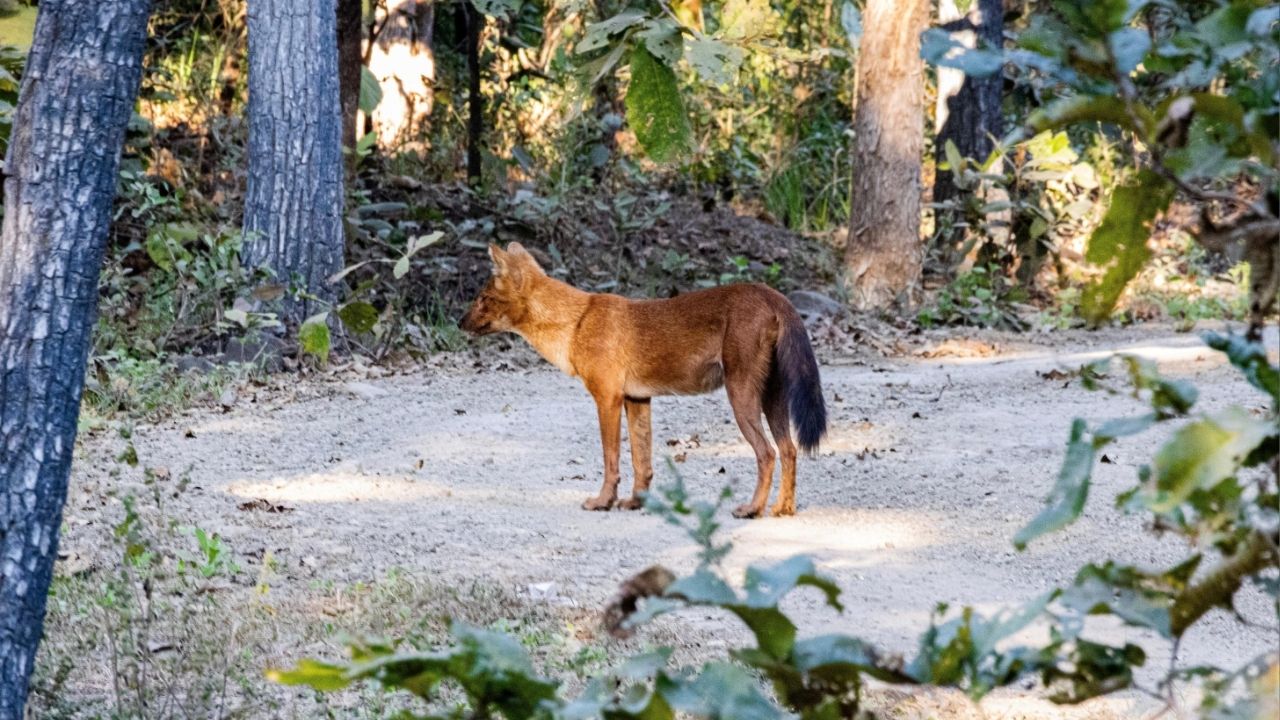 Wild dog Dhole