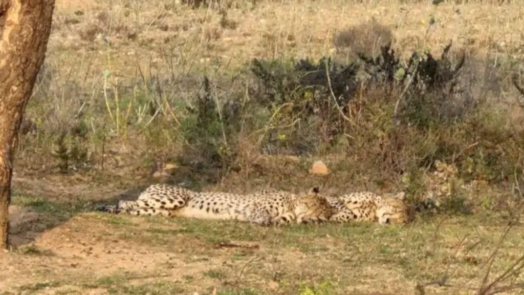 Cheetah lying dead on Agra Bombay Highway after overspeeding vehicle hit