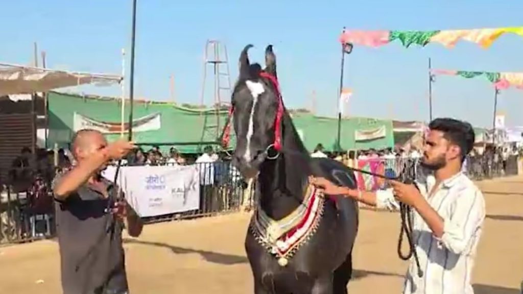 Brahmos Marwari horse at Sarangkheda Chetak Festival
