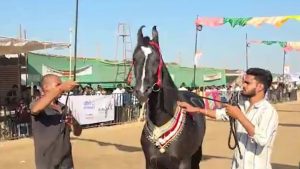 Brahmos Marwari horse at Sarangkheda Chetak Festival