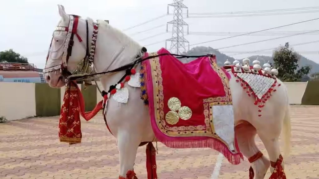 Indore: mare costs up to Rs 11 lakh per day, and lakhs of rupees are spent on decorating it