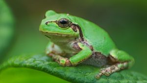 Tree Frog Anti Cancer Drug
