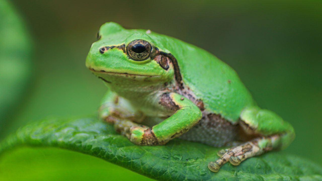 Tree Frog Anti Cancer Drug