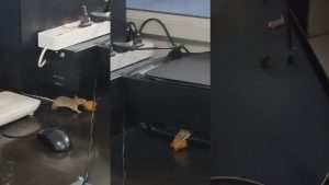 Rats were spotted in the newborn care unit of Satna district hospital; the video has gone viral.