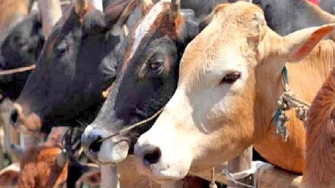 Cases of cow smuggling are increasing in Madhya Pradesh