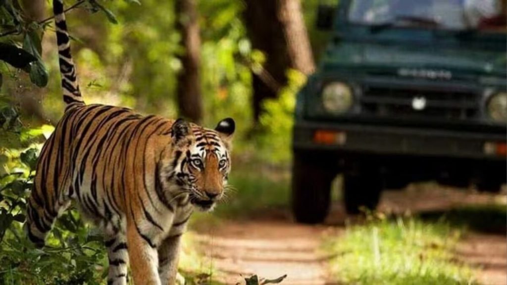 Madhya Pradesh will get the country's first state-level tiger corridor