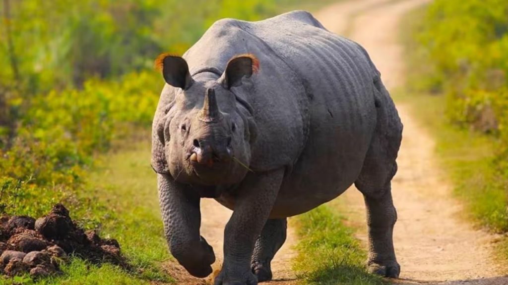 Bhopal Van Vihar: Rhinos, zebras, and giraffes will be brought in for the new year 2026.