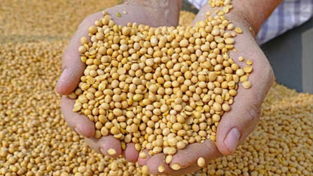Soybeans (illustrative image)