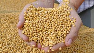 Soybeans (illustrative image)