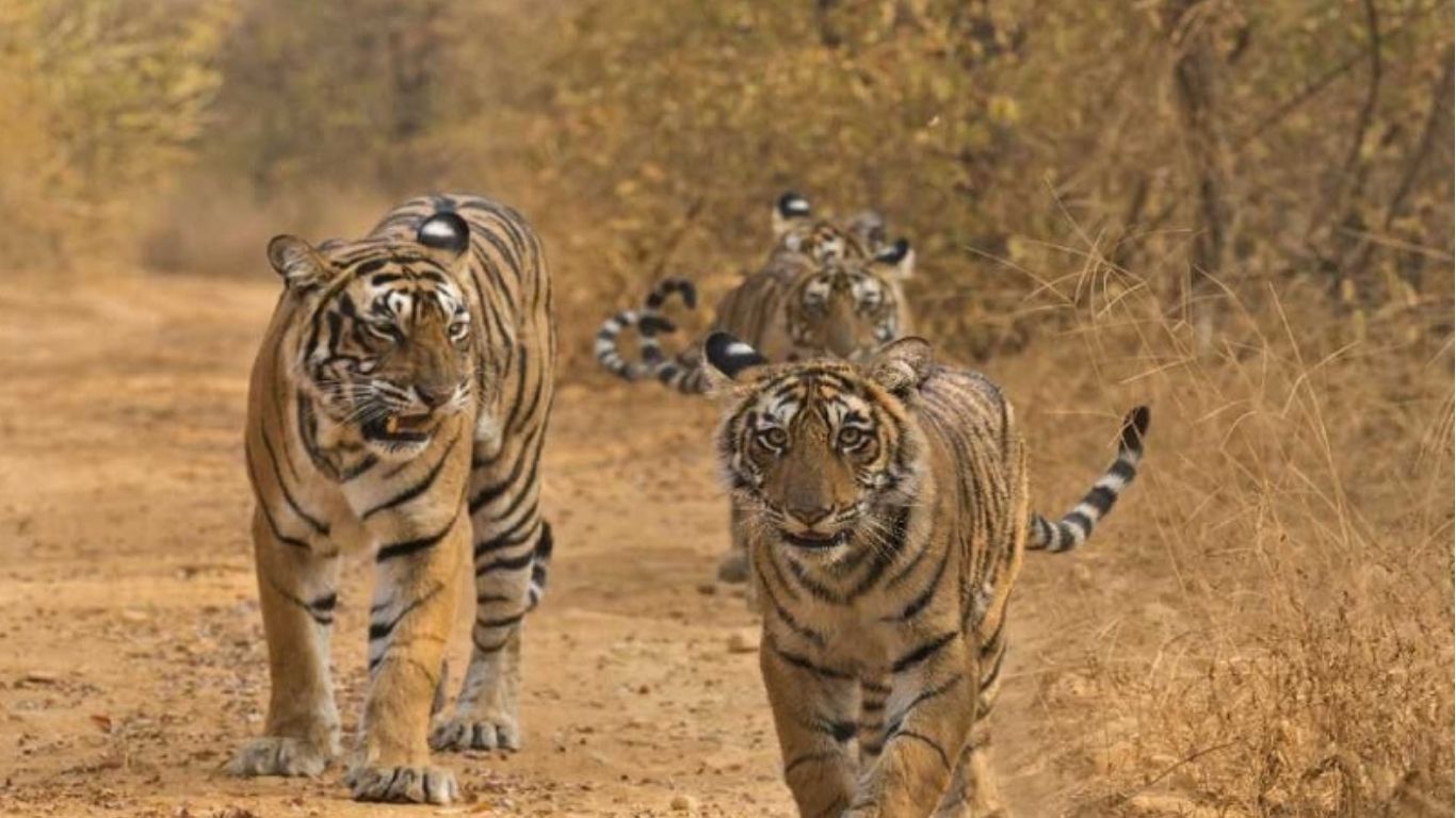 The number of tiger deaths has increased in Madhya Pradesh