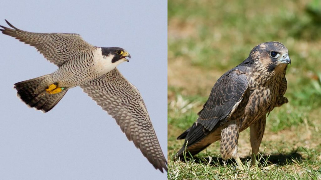 The Peregrine Falcon is the world fastest flying bird.