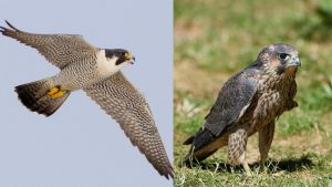 The Peregrine Falcon is the world fastest flying bird.