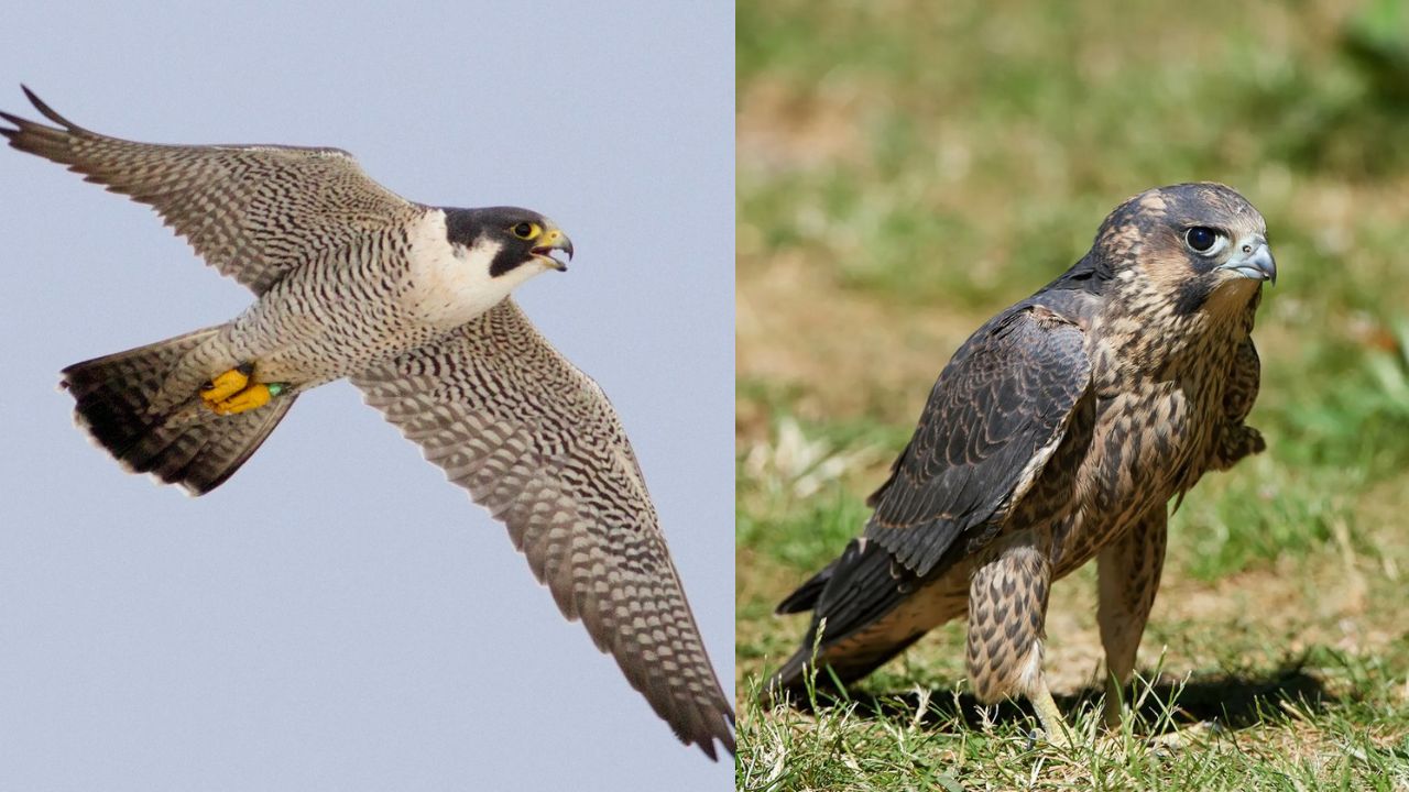 The Peregrine Falcon is the world fastest flying bird.