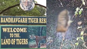 Another tiger carcass has been found in Bandhavgarh Tiger Reserve.