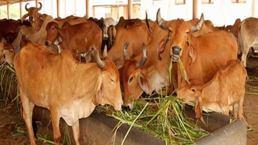 Madhya Pradesh gauvansh donation only 6.47 lakh for 5.76 lakh cattle