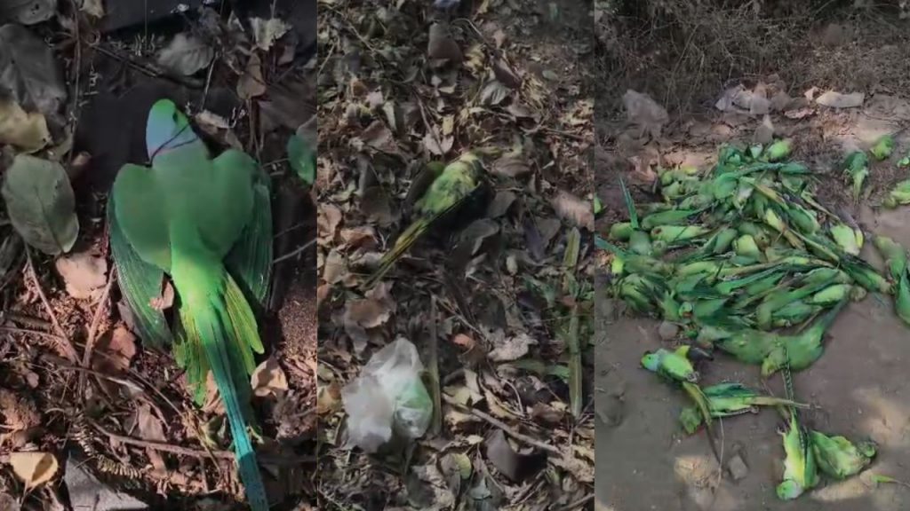 The death of 140 parrots in Barwah, Khargone has caused panic.