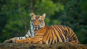 MP News, Madhya Pradesh news, mp latest news, mp breaking news, breaking news in hindi, hindi samachar, latest news in hindi, हिंदी समाचार, Tiger Tourism Corridor, tiger state, madhya Pradesh tiger corridor, एमपी टाइगर टूरिज्म कॉरिडोर