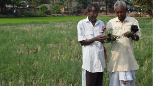 Farmer with a pulse crop (representative image)