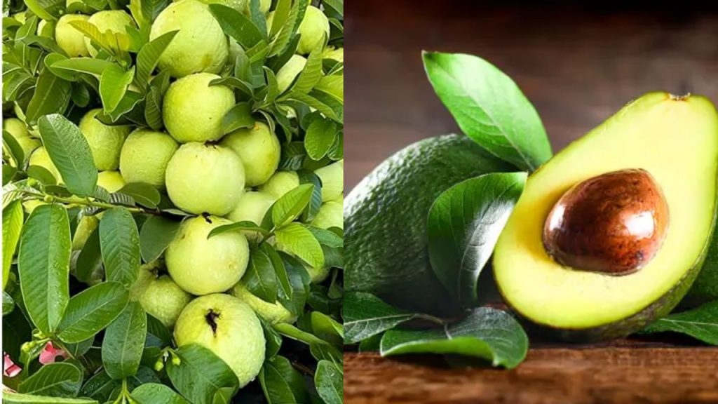 Guava and Avocado