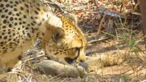 कूनो नेशनल पार्क