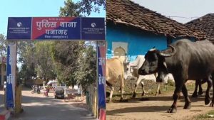 Police engaged in searching for buffalo in Jabalpur