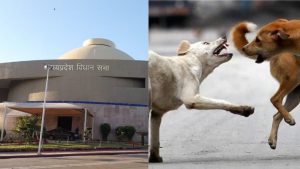 The issue of stray dogs was raised in the Assembly